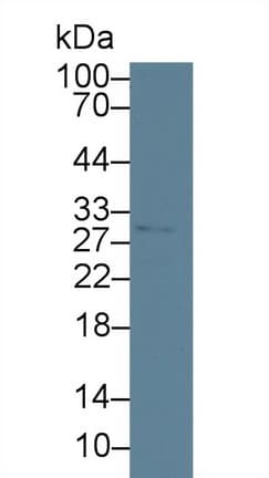 HMOX1 / HO-1 Antibody (clone A11, Biotin)
