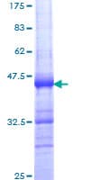 Human INTS6 Protein (Recombinant GST, N-terminus)