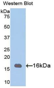PHPT1 Antibody (aa1-124)