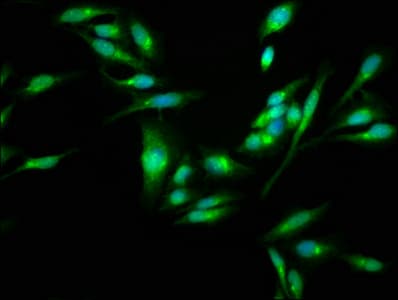 RAMA1 / SKA3 Antibody