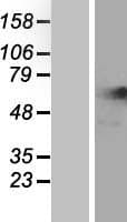 NARS Protein (Over-Expression Lysate Myc-DDK (Flag))