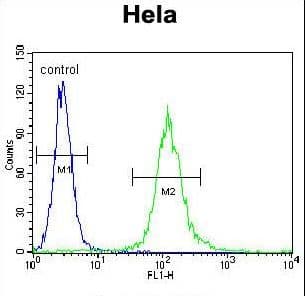CYC1 / Cytochrome C-1 Antibody (aa263-291)