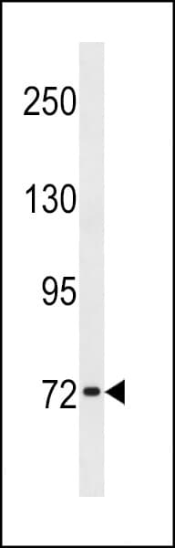 IHC-plus™ SYN1 / Synapsin 1 Antibody (aa668-697)