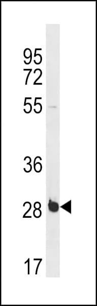 Polyclonal Rabbit anti-Human RBPMS / Hermes Antibody (aa166-193, WB)