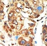 MAGI1 Antibody (aa1227-1256)