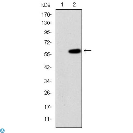 Monoclonal Mouse anti-Human MAP3K2 / MEKK2 Antibody (IF, WB)