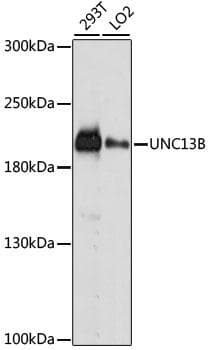 Polyclonal Rabbit anti-Human UNC13B Antibody (IF, WB)