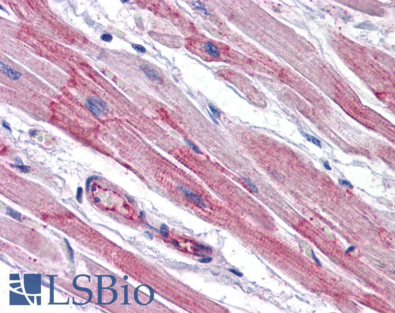 IHC-plus™ RWDD3 Antibody