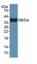 HNP-4 / DEFA4 Antibody (aa23-97)