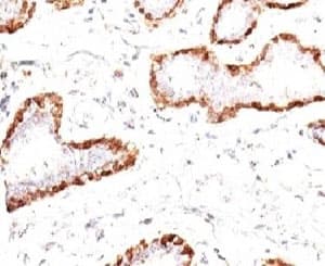Calponin Antibody (clone CNN1/832)