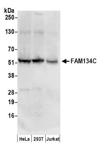 FAM134C Antibody (aa416-466)