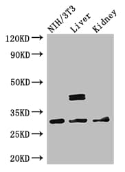 Polyclonal Rabbit anti-Human MTAP Antibody (IF, WB)