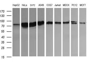 CD22 Antibody (clone OTI4C3, Carrier-free)