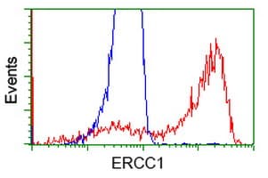 Monoclonal Mouse anti-Human ERCC1 Antibody (clone OTI2A9, IF, WB)