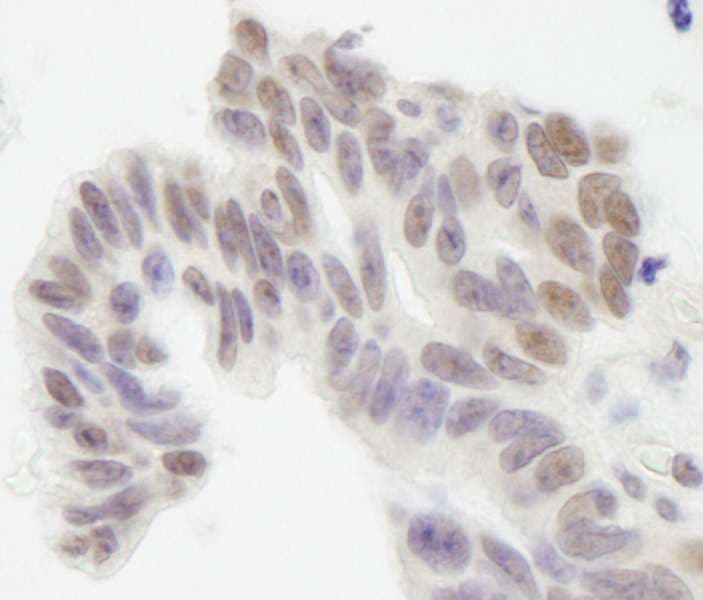 NHEJ1 / XLF Antibody (aa200-250)