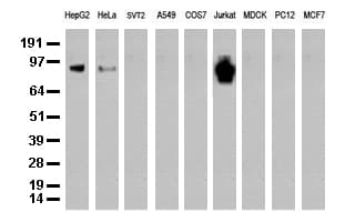 PECAM-1 / CD31 Antibody (clone UMAB29)