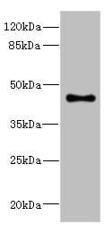 Polyclonal Rabbit anti-Human GPR68 / OGR1 Antibody (IHC, WB)