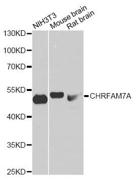 CHRFAM7A Antibody