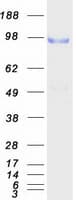 Human CDCP1 Protein (Recombinant Myc-DDK (Flag))