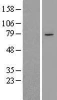 PHF21A / BHC80 Protein (Over-Expression Lysate Myc-DDK (Flag))