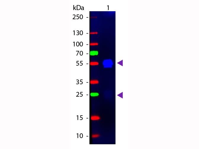 Goat Anti-Rabbit IgG Secondary Antibody (FITC)