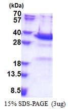 Human SYT5 Protein (Recombinant His)