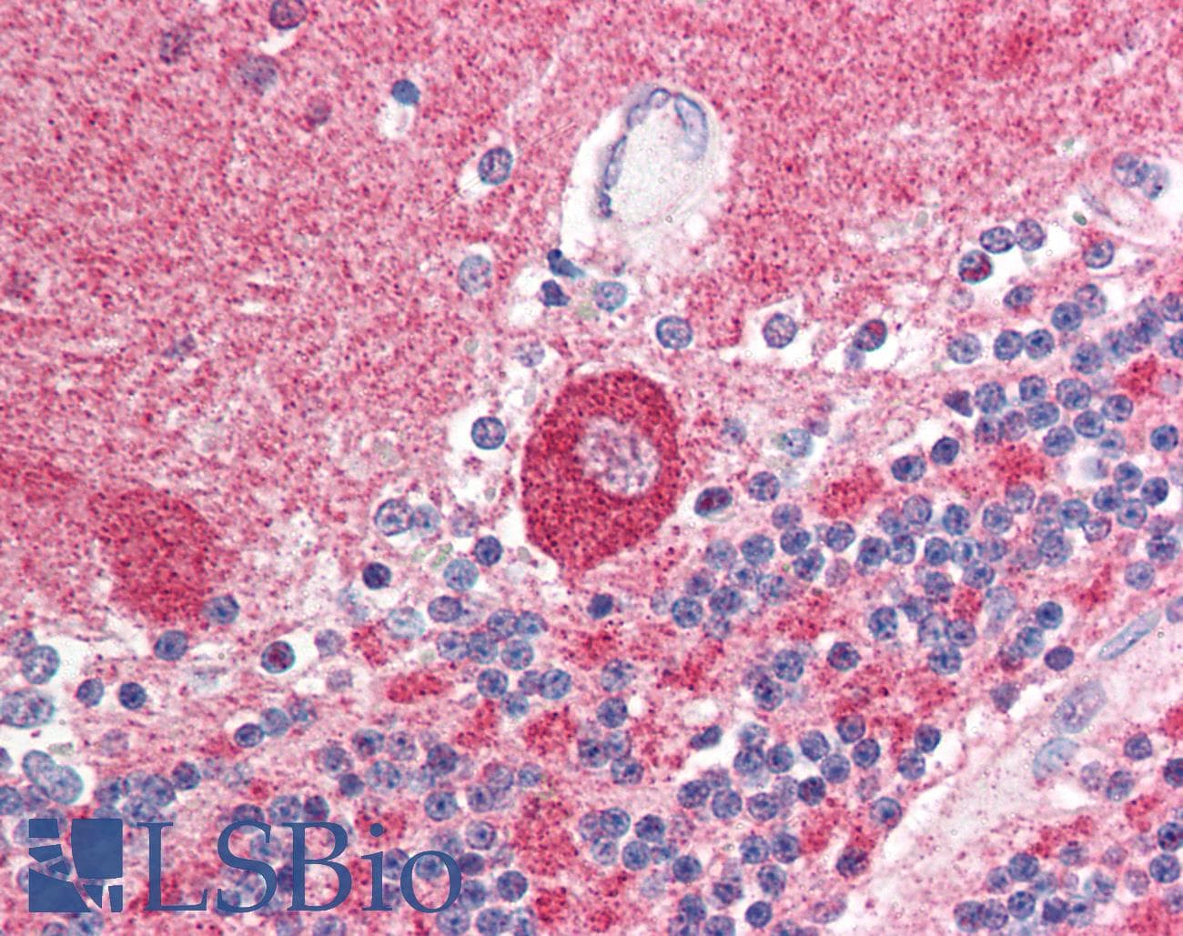 IHC-plus™ SUMO1 / SMT3 Antibody