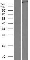 LRP4 Protein (Over-Expression Lysate Myc-DDK (Flag))