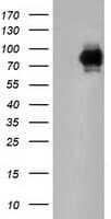 BCAP / PIK3AP1 Antibody (clone OTI5A5)