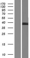 SUMF2 Protein (Over-Expression Lysate Myc-DDK (Flag))