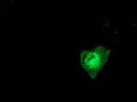 MAPK12 / ERK6 / SAPK3 Antibody (clone OTI5C7, Carrier-free)