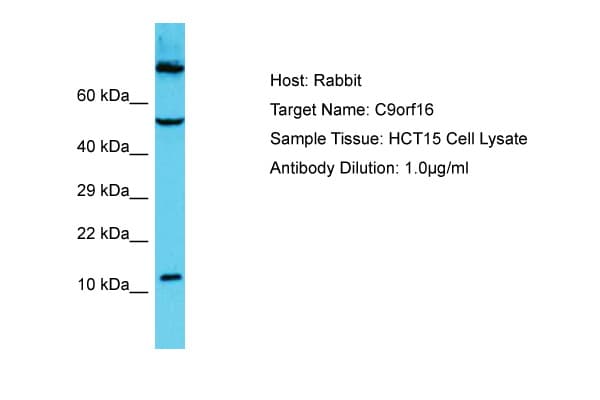 C9orf16 Antibody (C-Terminus)