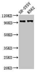 Polyclonal Rabbit anti-Human KCNQ3 Antibody (IF, WB)