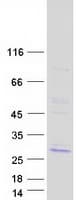 Human MS4A7 Protein (Recombinant Myc-DDK (Flag))