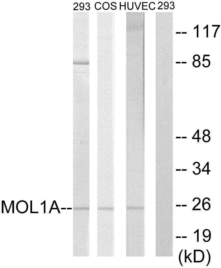 MOB1A Antibody
