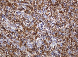 POGK Antibody (clone OTI3D2)