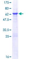 Human BCL7A Protein (Recombinant GST)