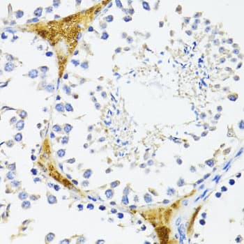 FN1 / Fibronectin Antibody