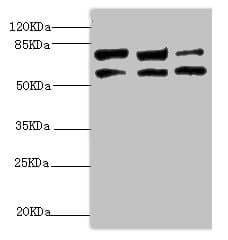 KIF3A Antibody