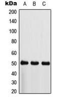 c-Src Kinase / CSK Antibody (N-Terminus)