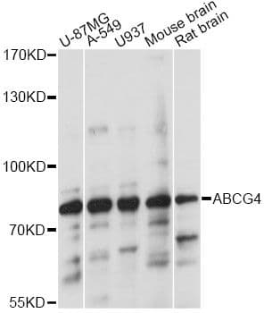 ABCG4 Antibody