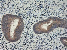 CXorf26 Antibody (clone OTI4E11)