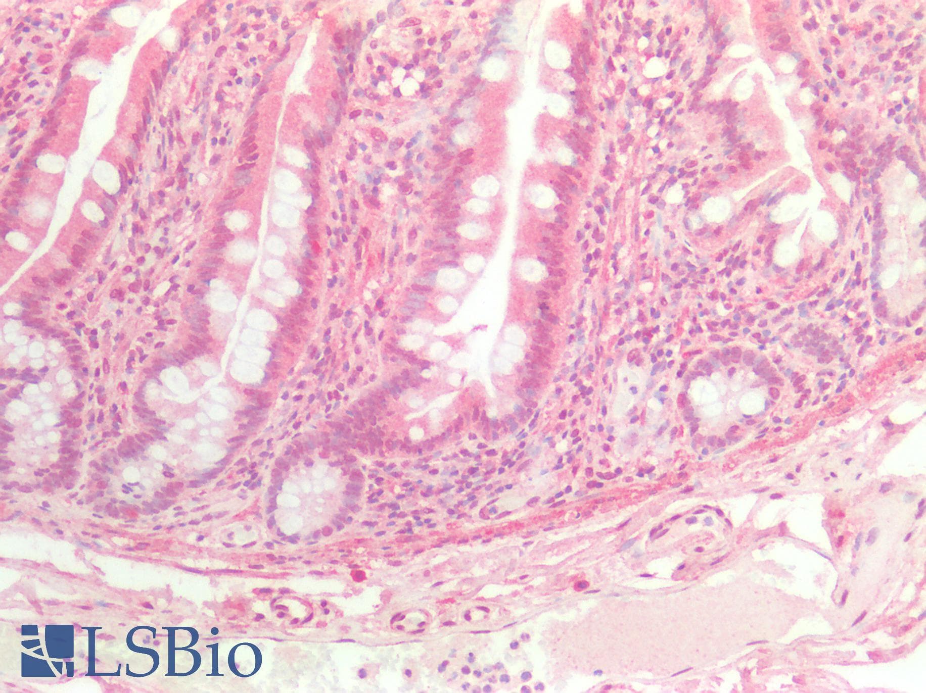 IHC-plus™ HINT / HINT1 Antibody (clone 2D7)