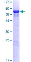Human POLR2M Protein (Recombinant GST)