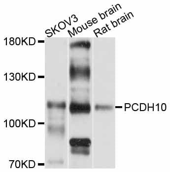PCDH10 Antibody