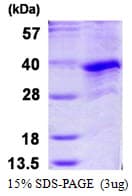 Human CCNG1 / Cyclin G1 Protein (Recombinant His)