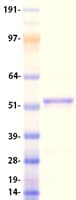 Human DHCR24 / Seladin-1 Protein (Recombinant Myc-DDK (Flag))