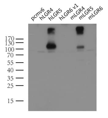 GPR49 / LGR5 Antibody (aa22-543, clone UMAB210, Carrier-free)