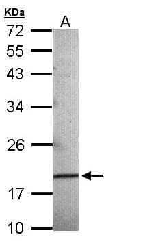 AG3 / AGR3 Antibody (aa1-166)