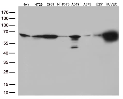PRCC / RCCP1 Antibody (aa135-491, clone OTI5H7, Carrier-free)